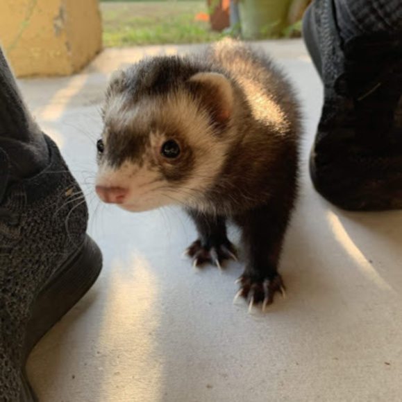 Meet your Posher, Lara - Picture 1 of 1